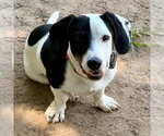 Small #2 Dachshund Mix