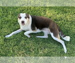 Small #1 Beagle-Chihuahua Mix