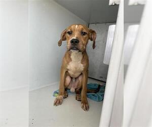 Boxer Dogs for adoption in Houston, TX, USA