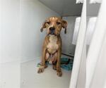 Small Boxer