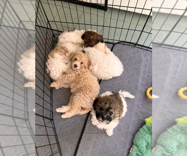 Medium Photo #29 Poochon Puppy For Sale in AUBURN, MA, USA