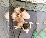 Small #4 Poochon