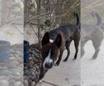Small #2 American Boston Bull Terrier