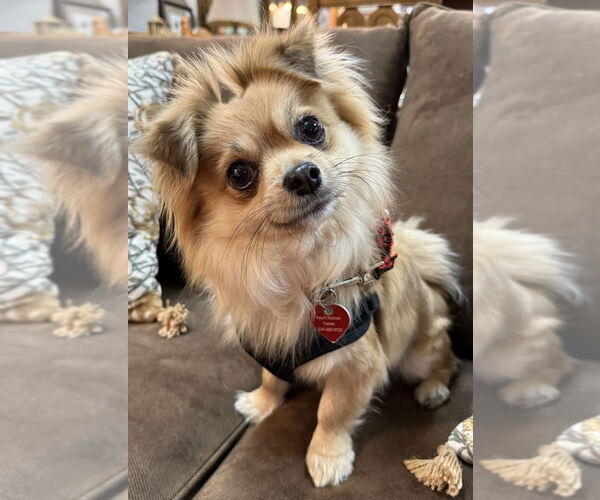 Medium Photo #2 Chiranian Puppy For Sale in Mundelein, IL, USA