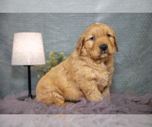 Golden Retriever Litter for sale in WOLCOTTVILLE, IN, USA
