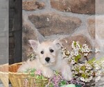 Puppy Sunny West Highland White Terrier