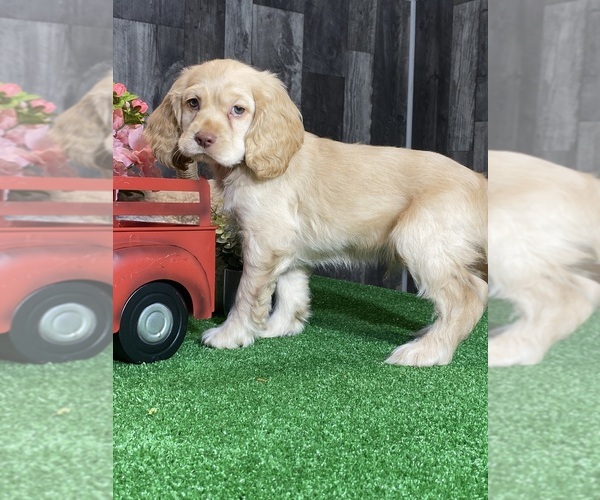 Medium Photo #2 Cocker Spaniel Puppy For Sale in CANOGA, NY, USA