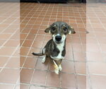 Small #1 Labrador Retriever Mix