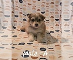 Puppy Astro Pomsky