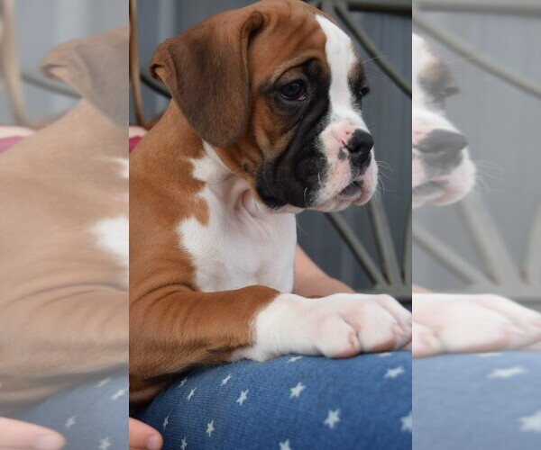 Medium Photo #1 Boxer Puppy For Sale in SENECA, KS, USA