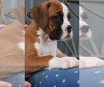 Small Photo #1 Boxer Puppy For Sale in SENECA, KS, USA