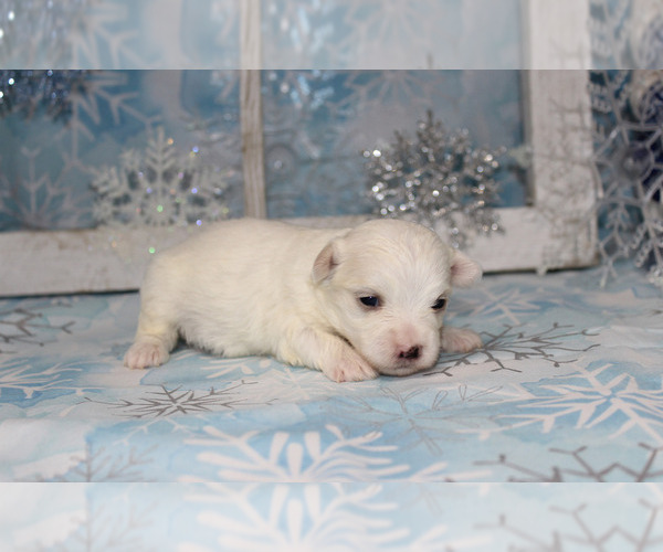 Medium Photo #2 Maltese Puppy For Sale in CHANUTE, KS, USA