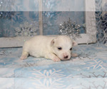 Small Photo #2 Maltese Puppy For Sale in CHANUTE, KS, USA