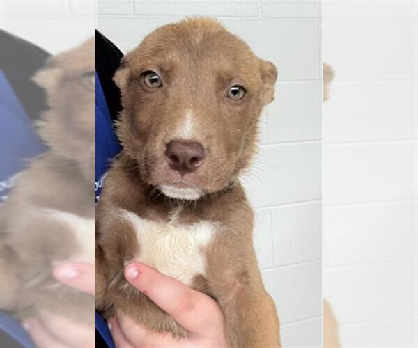 Medium Photo #1 Mutt Puppy For Sale in Houston, TX, USA