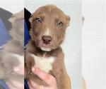 Small Mutt