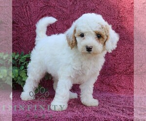 Goldendoodle (Miniature) Puppy for sale in EPHRATA, PA, USA