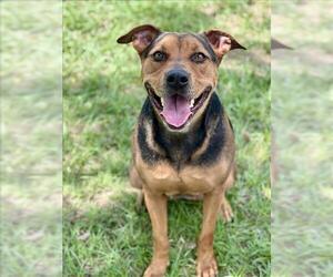 Black and Tan Coonhound-Unknown Mix Dogs for adoption in Conroe, TX, USA