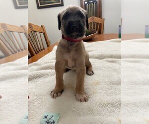 Medium Irish Wolfhound
