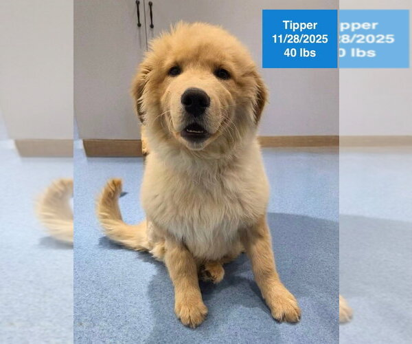 Medium Photo #4 Golden Retriever Puppy For Sale in West Hollywood, CA, USA