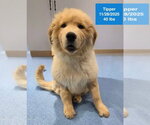 Small #3 Golden Retriever