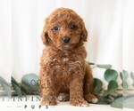 Small #3 Poodle (Miniature)