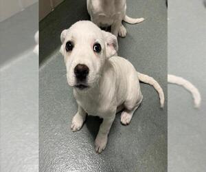 Anatolian Pyrenees Dogs for adoption in Baytown, TX, USA