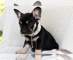 Puppy 3 French Bulldog