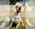Small #3 Poodle (Toy)