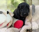 Small Photo #63 Goldendoodle Puppy For Sale in PIERSON, FL, USA