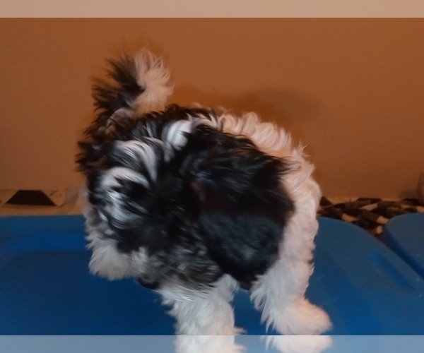 Medium Photo #5 Havamalt-Shih-Poo Mix Puppy For Sale in MIDDLE RIVER, MD, USA