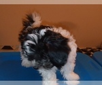Small Photo #5 Havamalt-Shih-Poo Mix Puppy For Sale in MIDDLE RIVER, MD, USA
