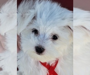 Maltese Puppy for Sale in BEAR RIVER, Wyoming USA