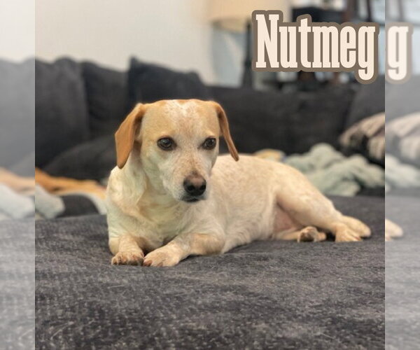 Medium Photo #14 Dachshund-Unknown Mix Puppy For Sale in San Antonio, TX, USA