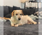 Small #13 Dachshund Mix