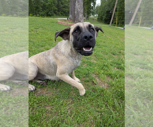 Medium Photo #4 Mastiff Puppy For Sale in Vail, AZ, USA
