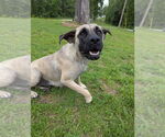 Small #3 Mastiff