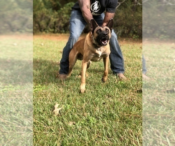 Medium Photo #2 Belgian Malinois Puppy For Sale in GREENVILLE, SC, USA