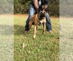 Small Photo #2 Belgian Malinois Puppy For Sale in GREENVILLE, SC, USA