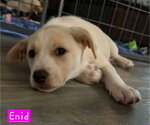 Small #1 Siberian Husky Mix