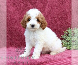 Poodle (Miniature) Puppy for sale in EPHRATA, PA, USA