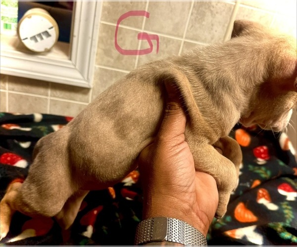 Medium Photo #10 American Bully Puppy For Sale in LAKE STATION, IN, USA