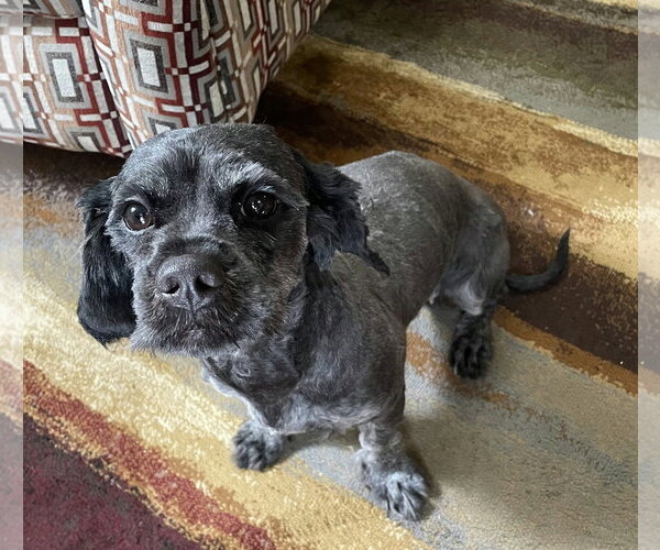 Medium Photo #1 Cavanese Puppy For Sale in Crystal, MN, USA