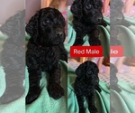 Puppy 1 Goldendoodle-Poodle (Standard) Mix