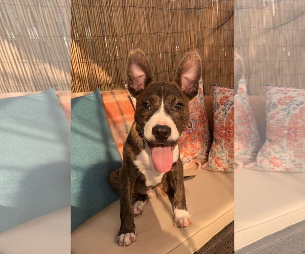 Medium Photo #5 American Pit Bull Terrier-Mountain Cur Mix Puppy For Sale in Oakhurst, NJ, USA