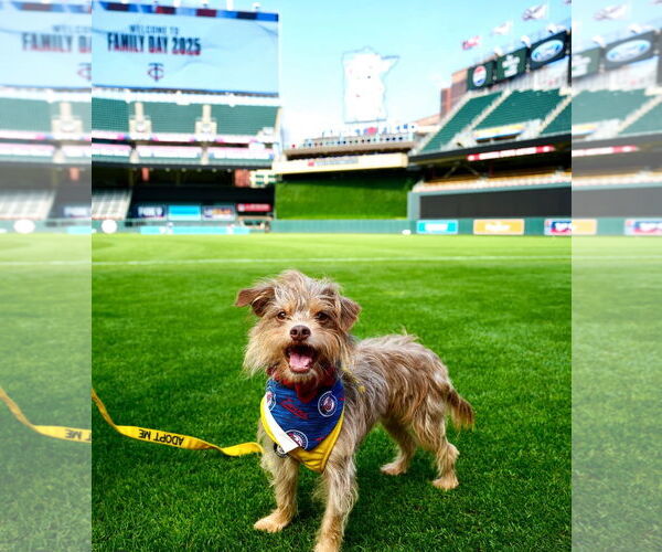 Medium Photo #2 Norfolk Terrier-Unknown Mix Puppy For Sale in Princeton, MN, USA
