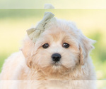 Puppy banks Maltipoo (Miniature)
