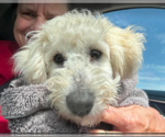 Small Poodle (Miniature) Mix