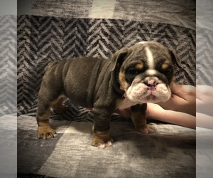 English Bulldog Puppy for sale in MILTON, FL, USA
