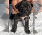 Small Photo #9 Presa Canario Puppy For Sale in VERONA, KY, USA