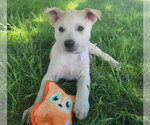 Small #1 Australian Kelpie-Golden Retriever Mix